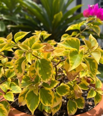 Discover proven methods to diagnose and reverse yellowing leaves on your bougainvillea plants.