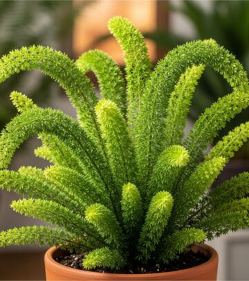 Master the art of cultivating foxtail ferns with expert growing techniques and maintenance strategies.