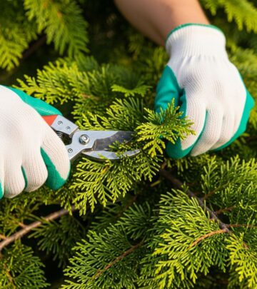 Master safe and effective methods to prune cedar trees for optimal health, shape, and longevity without harmful topping practices.