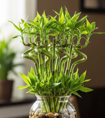 Master the art of nurturing lucky bamboo for vibrant growth, good fortune, and effortless indoor greenery that lasts for years.