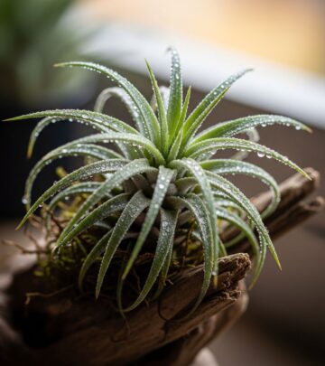 Discover essential techniques to keep your Tillandsia thriving without soil, from watering rhythms to ideal environments.